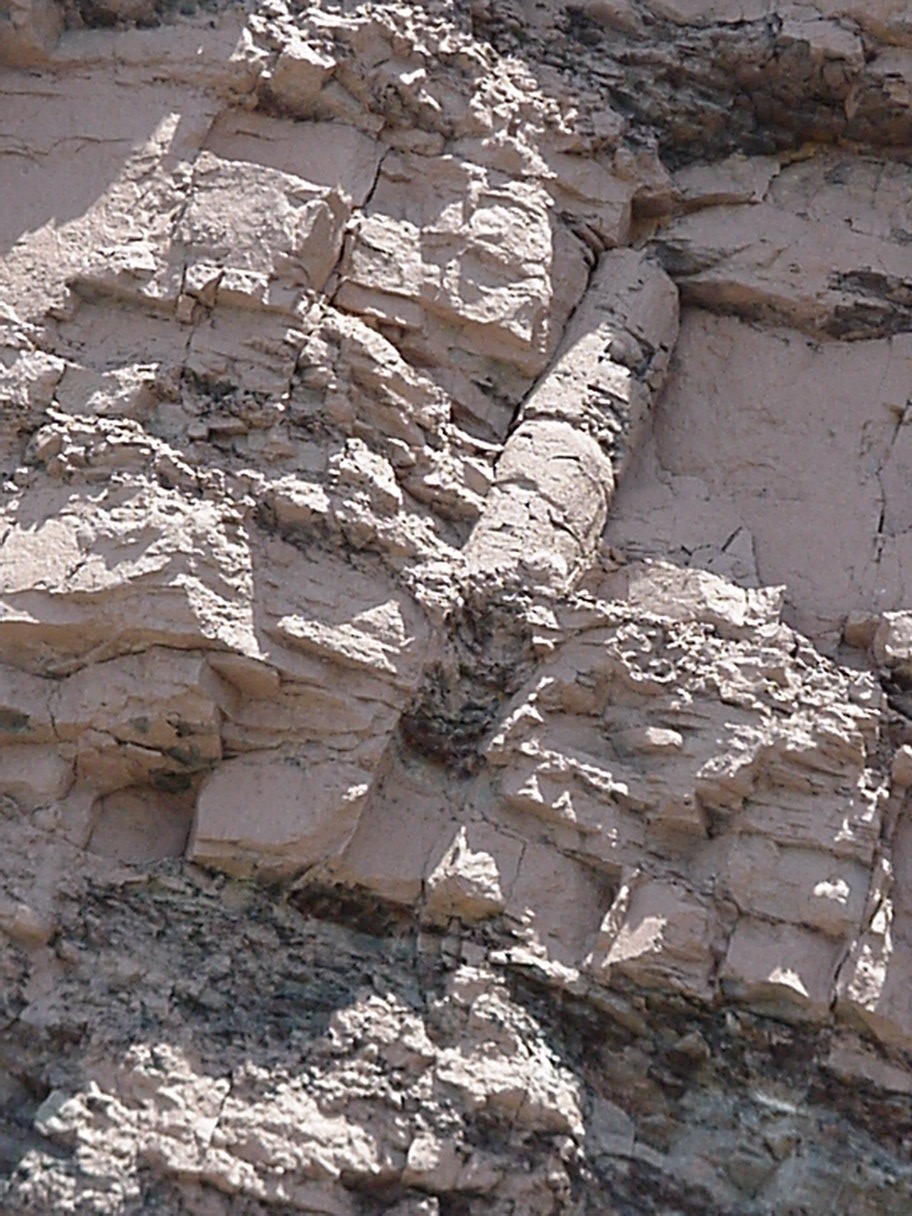 polystrate fossil trees