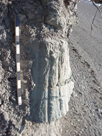 Polystrate tree