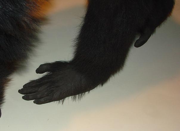 Chimpanzee Feet